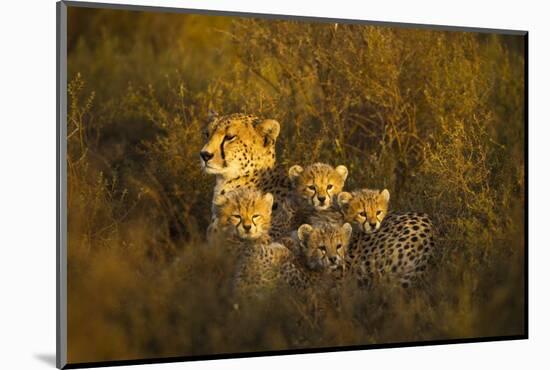 Cheetah Cubs and their Mother-Paul Souders-Mounted Photographic Print