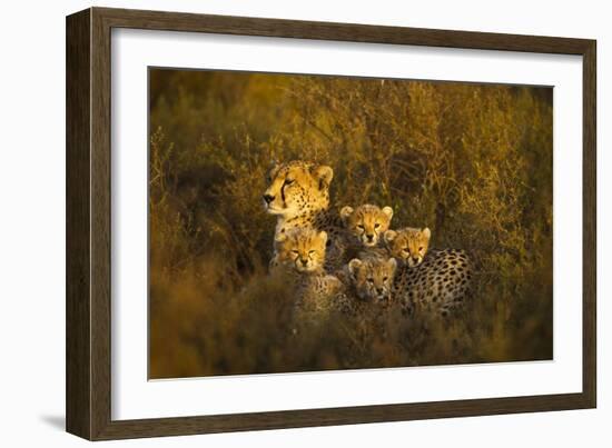 Cheetah Cubs and their Mother-Paul Souders-Framed Photographic Print