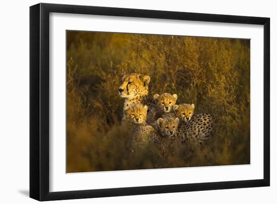 Cheetah Cubs and their Mother-Paul Souders-Framed Photographic Print