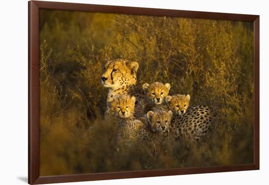 Cheetah Cubs and their Mother-Paul Souders-Framed Photographic Print