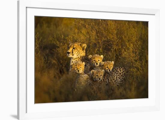 Cheetah Cubs and their Mother-Paul Souders-Framed Photographic Print