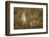 Cheetah Cubs and their Mother-Paul Souders-Framed Photographic Print