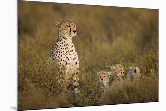 Cheetah Cubs and their Mother-Paul Souders-Mounted Photographic Print