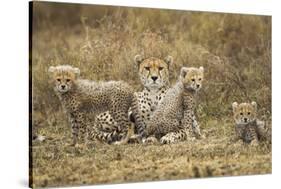 Cheetah Cubs and their Mother-Paul Souders-Stretched Canvas