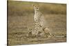 Cheetah Cubs and their Mother-Paul Souders-Stretched Canvas