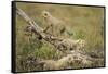 Cheetah Cubs at Ngorongoro Conservation Area, Tanzania-Paul Souders-Framed Stretched Canvas