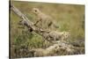 Cheetah Cubs at Ngorongoro Conservation Area, Tanzania-Paul Souders-Stretched Canvas