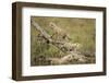 Cheetah Cubs at Ngorongoro Conservation Area, Tanzania-Paul Souders-Framed Photographic Print