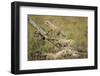 Cheetah Cubs at Ngorongoro Conservation Area, Tanzania-Paul Souders-Framed Photographic Print