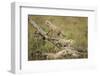 Cheetah Cubs at Ngorongoro Conservation Area, Tanzania-Paul Souders-Framed Photographic Print