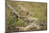 Cheetah Cubs at Ngorongoro Conservation Area, Tanzania-Paul Souders-Mounted Photographic Print