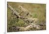 Cheetah Cubs at Ngorongoro Conservation Area, Tanzania-Paul Souders-Framed Photographic Print