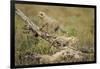 Cheetah Cubs at Ngorongoro Conservation Area, Tanzania-Paul Souders-Framed Photographic Print