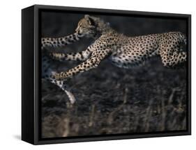 Cheetah Cubs at Play, Masai Mara Game Reserve, Kenya-Paul Souders-Framed Stretched Canvas