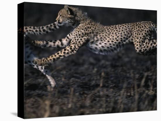 Cheetah Cubs at Play, Masai Mara Game Reserve, Kenya-Paul Souders-Stretched Canvas