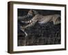 Cheetah Cubs at Play, Masai Mara Game Reserve, Kenya-Paul Souders-Framed Photographic Print