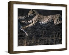 Cheetah Cubs at Play, Masai Mara Game Reserve, Kenya-Paul Souders-Framed Photographic Print