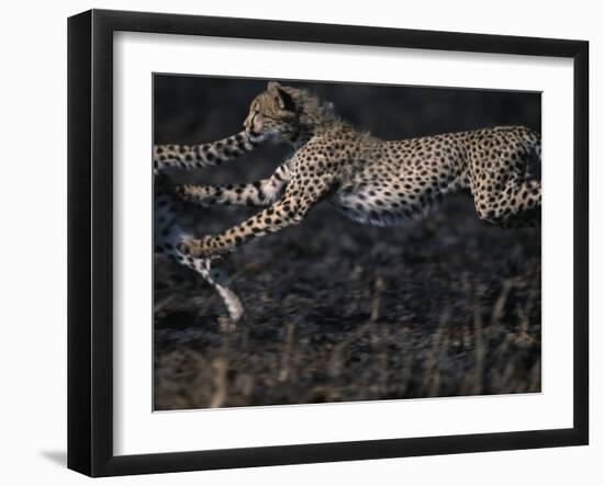 Cheetah Cubs at Play, Masai Mara Game Reserve, Kenya-Paul Souders-Framed Photographic Print