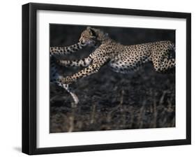 Cheetah Cubs at Play, Masai Mara Game Reserve, Kenya-Paul Souders-Framed Photographic Print