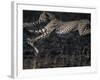 Cheetah Cubs at Play, Masai Mara Game Reserve, Kenya-Paul Souders-Framed Photographic Print