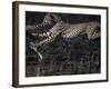 Cheetah Cubs at Play, Masai Mara Game Reserve, Kenya-Paul Souders-Framed Photographic Print