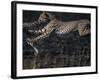 Cheetah Cubs at Play, Masai Mara Game Reserve, Kenya-Paul Souders-Framed Photographic Print