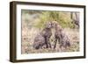 Cheetah cubs bonding. Serengeti National Park. Tanzania. Africa.-Tom Norring-Framed Photographic Print