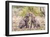 Cheetah cubs bonding. Serengeti National Park. Tanzania. Africa.-Tom Norring-Framed Photographic Print