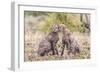 Cheetah cubs bonding. Serengeti National Park. Tanzania. Africa.-Tom Norring-Framed Photographic Print