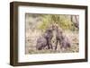 Cheetah cubs bonding. Serengeti National Park. Tanzania. Africa.-Tom Norring-Framed Photographic Print