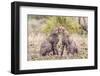 Cheetah cubs bonding. Serengeti National Park. Tanzania. Africa.-Tom Norring-Framed Photographic Print