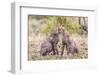 Cheetah cubs bonding. Serengeti National Park. Tanzania. Africa.-Tom Norring-Framed Photographic Print