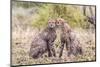 Cheetah cubs bonding. Serengeti National Park. Tanzania. Africa.-Tom Norring-Mounted Photographic Print