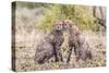 Cheetah cubs bonding. Serengeti National Park. Tanzania. Africa.-Tom Norring-Stretched Canvas