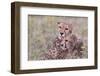 Cheetah cubs bonding, while waiting the call for dinner. Serengeti. Tanzania. Africa.-Tom Norring-Framed Photographic Print