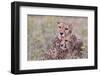 Cheetah cubs bonding, while waiting the call for dinner. Serengeti. Tanzania. Africa.-Tom Norring-Framed Photographic Print