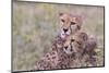 Cheetah cubs bonding, while waiting the call for dinner. Serengeti. Tanzania. Africa.-Tom Norring-Mounted Photographic Print