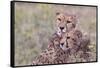 Cheetah cubs bonding, while waiting the call for dinner. Serengeti. Tanzania. Africa.-Tom Norring-Framed Stretched Canvas