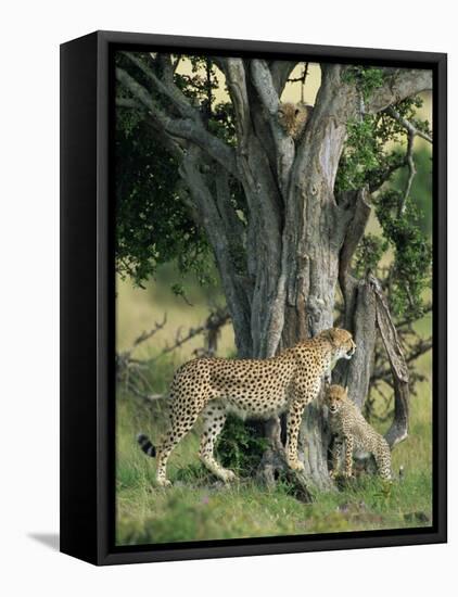 Cheetah Cubs Eight Months Old, Playing in Tree, Masai Mara National Reserve, Kenya, East Africa-Murray Louise-Framed Stretched Canvas