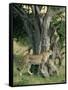 Cheetah Cubs Eight Months Old, Playing in Tree, Masai Mara National Reserve, Kenya, East Africa-Murray Louise-Framed Stretched Canvas