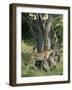 Cheetah Cubs Eight Months Old, Playing in Tree, Masai Mara National Reserve, Kenya, East Africa-Murray Louise-Framed Photographic Print