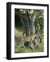 Cheetah Cubs Eight Months Old, Playing in Tree, Masai Mara National Reserve, Kenya, East Africa-Murray Louise-Framed Photographic Print