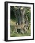 Cheetah Cubs Eight Months Old, Playing in Tree, Masai Mara National Reserve, Kenya, East Africa-Murray Louise-Framed Photographic Print