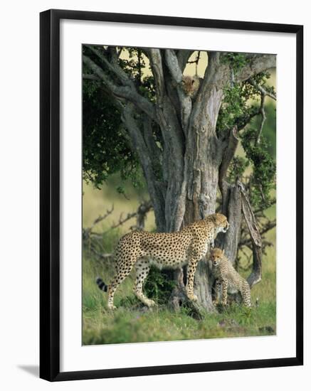 Cheetah Cubs Eight Months Old, Playing in Tree, Masai Mara National Reserve, Kenya, East Africa-Murray Louise-Framed Photographic Print