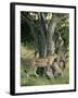 Cheetah Cubs Eight Months Old, Playing in Tree, Masai Mara National Reserve, Kenya, East Africa-Murray Louise-Framed Photographic Print