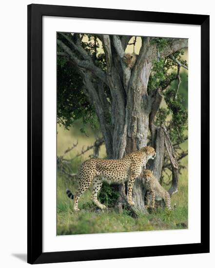 Cheetah Cubs Eight Months Old, Playing in Tree, Masai Mara National Reserve, Kenya, East Africa-Murray Louise-Framed Photographic Print