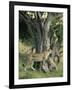 Cheetah Cubs Eight Months Old, Playing in Tree, Masai Mara National Reserve, Kenya, East Africa-Murray Louise-Framed Photographic Print