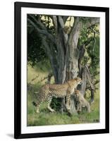 Cheetah Cubs Eight Months Old, Playing in Tree, Masai Mara National Reserve, Kenya, East Africa-Murray Louise-Framed Photographic Print