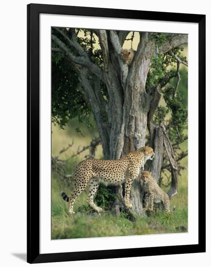 Cheetah Cubs Eight Months Old, Playing in Tree, Masai Mara National Reserve, Kenya, East Africa-Murray Louise-Framed Photographic Print