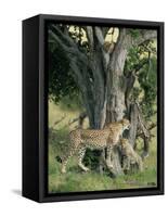 Cheetah Cubs Eight Months Old, Playing in Tree, Masai Mara National Reserve, Kenya, East Africa-Murray Louise-Framed Stretched Canvas